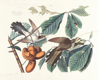 Coucou à bec jaune - John James Audubon — näkymä teoksesta