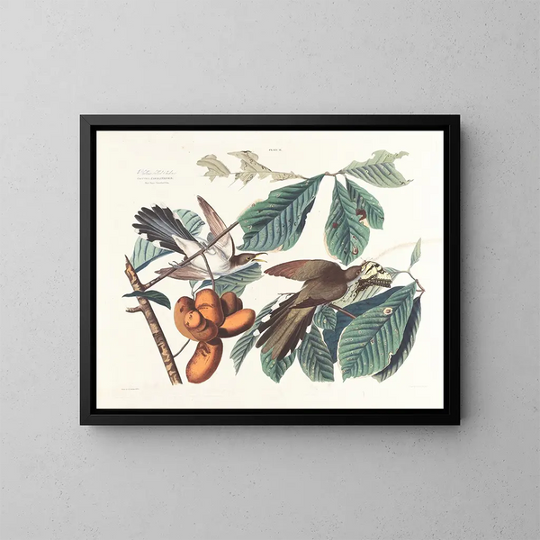 Coucou à bec jaune - John James Audubon — kehystetty taideteos seinällä