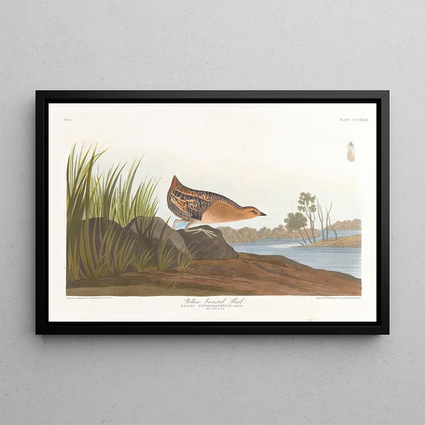 John James Audubon -keltarintainen maalaus — kehystetty taideteos seinällä