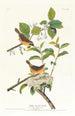 Paruline à poitrine jaune - John James Audubon — näkymä teoksesta