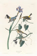Paruline à couronne jaune - John James Audubon — näkymä teoksesta