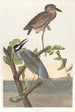 Héron couronné - John James Audubon — näkymä teoksesta
