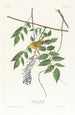 Paruline à calotte jaune - John James Audubon — näkymä teoksesta