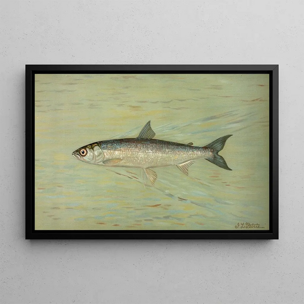 Lac Lémanin Le Cisco -, Wis Argyrocomus artedi sisco - John L. Petrie — kehystetty taideteos seinällä