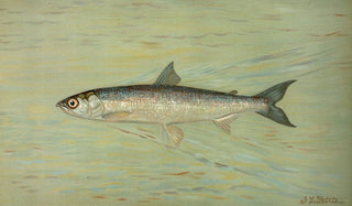 John L Petrie - The Cisco of Lake Geneva Wis Argyrocomus artedi sisco.webp