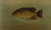 Eupomotis gibbosus yhteinen kalasimpukka - John L. Petrie — näkymä teoksesta