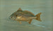Le Kingfish Whitingin tai Barb Mentichirrhus nebulosus - John L. Petrie — näkymä teoksesta