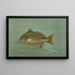 Le Kingfish Whitingin tai Barb Mentichirrhus nebulosus - John L. Petrie — kehystetty taideteos seinällä