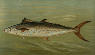 John L Petrie - The Porgee or Scup Stenotomus chrysops.webp