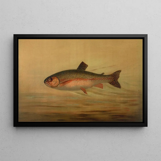 John L Petrie - The Rainbow Trout Salmo irideus.webp