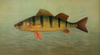 John L Petrie - The Spot or Lafayette Leiostomus xanthurus.webp