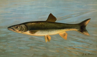 John L Petrie - The Striped Mullet Mugil brasiliensis.webp