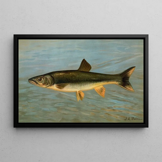 John L Petrie - The Striped Mullet Mugil brasiliensis.webp