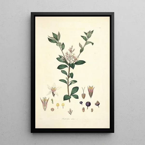 John Lindley - Collectanea botanica Pl03.webp