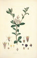 Collectanea botanica Pl03 - John Lindley — näkymä teoksesta