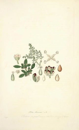 John Lindley - Collectanea botanica Pl04.webp
