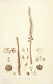 Collectanea botanica Pl05 - John Lindley — näkymä teoksesta