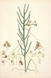 Collectanea botanica Pl06 - John Lindley — näkymä teoksesta