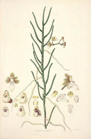 John Lindley - Collectanea botanica Pl06.webp