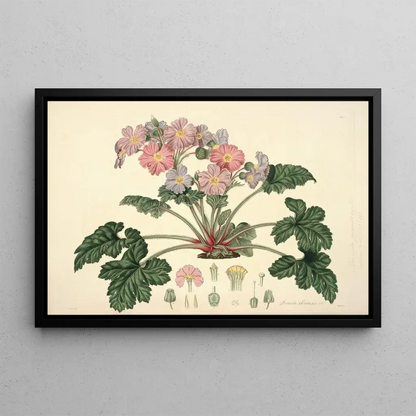 John Lindley - Collectanea botanica Pl07.webp