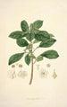 Collectanea botanica Pl09 - John Lindley — näkymä teoksesta