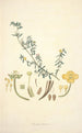 Collectanea botanica Pl10 - John Lindley — näkymä teoksesta