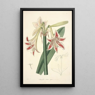 John Lindley - Collectanea botanica Pl12.webp