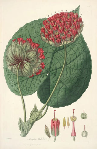 John Lindley - Collectanea botanica Pl14.webp