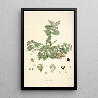 John Lindley - Collectanea botanica Pl19.webp