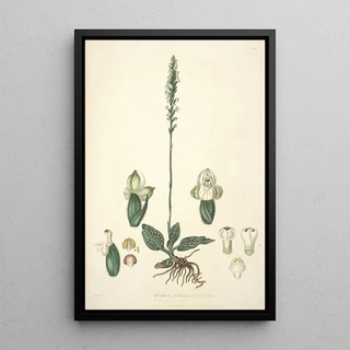 John Lindley - Collectanea botanica Pl25.webp