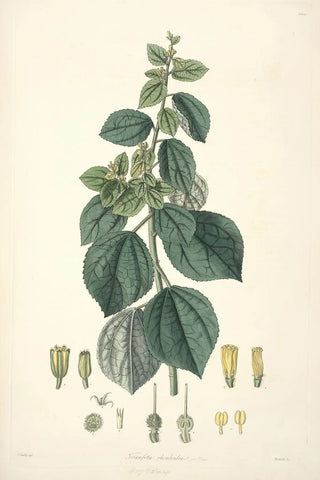 John Lindley - Collectanea botanica Pl29.webp