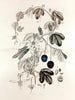 Collectanea botanica Pl. 36 - John Lindley — näkymä teoksesta