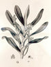 Collectanea botanica Pl. 38 - John Lindley — näkymä teoksesta