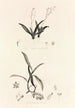 Collectanea botanica Pl39 - John Lindley — näkymä teoksesta
