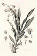 Collectanea botanica Pl40 - John Lindley — näkymä teoksesta
