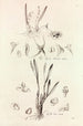 Collectanea botanica Pl41 - John Lindley — näkymä teoksesta