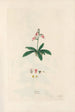 Digitalium monographia Pl06 - John Lindley — näkymä teoksesta