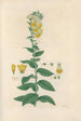 Digitalium monographia Pl07 - John Lindley — näkymä teoksesta