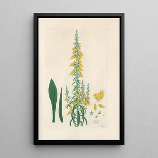 John Lindley - Digitalium monographia Pl10.webp