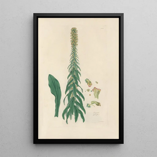 John Lindley - Digitalium monographia Pl17.webp