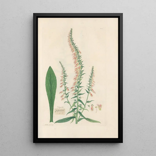 John Lindley - Digitalium monographia Pl20.webp