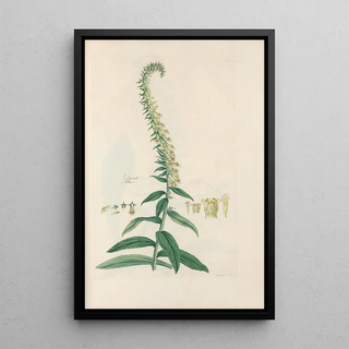 John Lindley - Digitalium monographia Pl23.webp