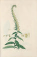 Digitalium monographia Pl23 - John Lindley — näkymä teoksesta