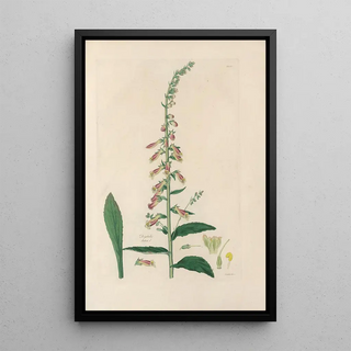 John Lindley - Digitalium monographia Pl25.webp