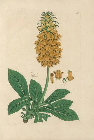 John Lindley - Digitalium monographia Pl28.webp