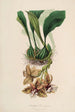 Sertum orchidaceum Orkidean kauneimpien kukkien seppele Pl01 - John Lindley — näkymä teoksesta