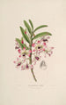 Sertum orchidaceum Orkidean kauneimpien kukkien seppele Pl03 - John Lindley — näkymä teoksesta