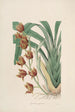 Sertum orchidaceum Orkidean kauneimpien kukkien seppele Pl04 - John Lindley — näkymä teoksesta