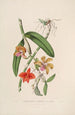 Sertum orchidaceum Orkidean kauneimpien kukkien seppele Pl05 - John Lindley — näkymä teoksesta