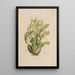 Sertum orchidaceum Orkidean kauneimpien kukkien seppele Pl06 - John Lindley — kehystetty taideteos seinällä